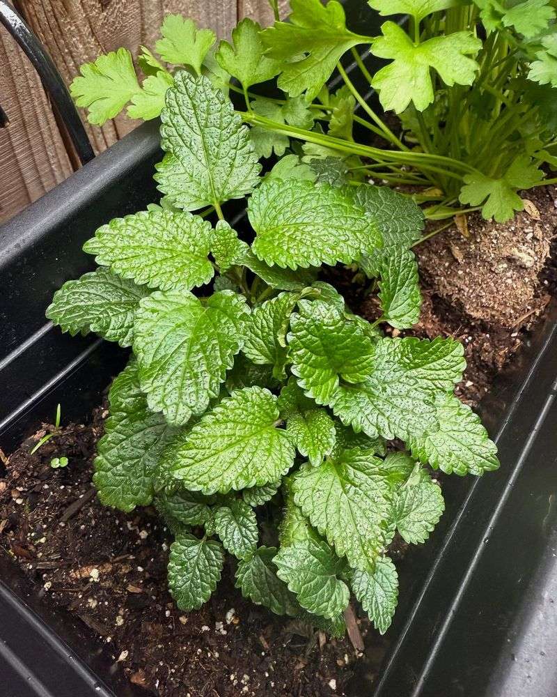 Lemon Balm