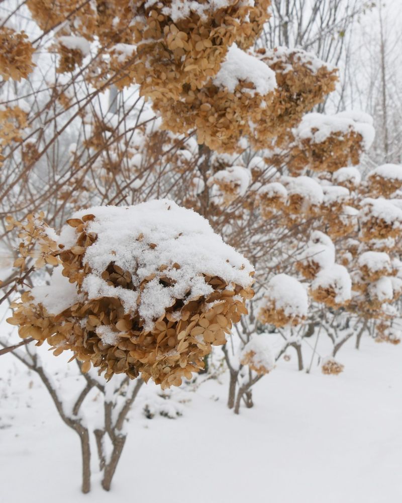 Hydrangeas Can't Handle Winter Freezes