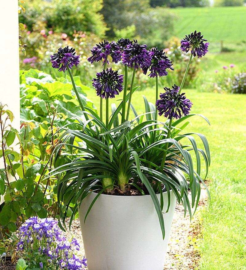 Alluring Agapanthus