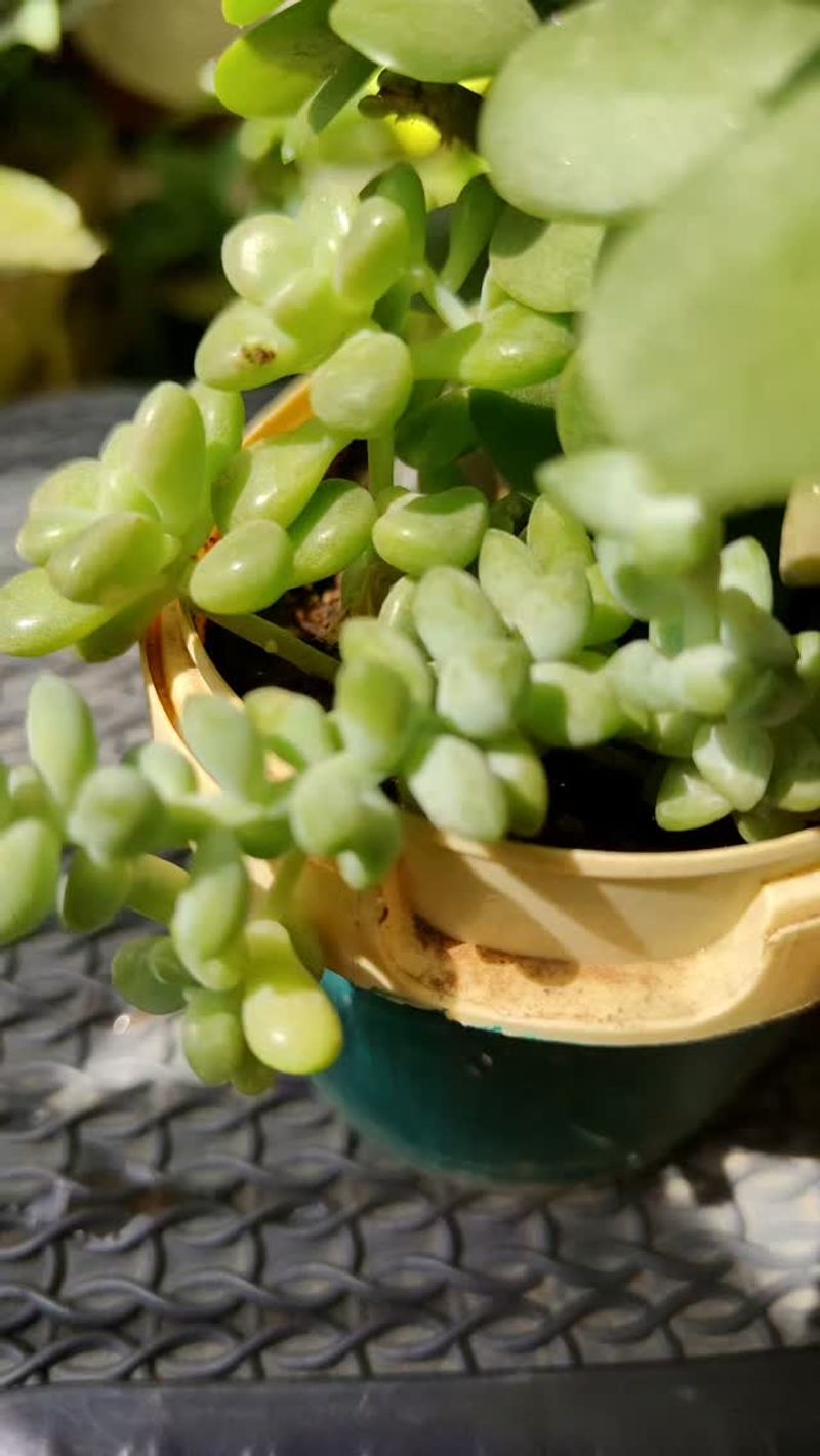 Uneven Watering Habits