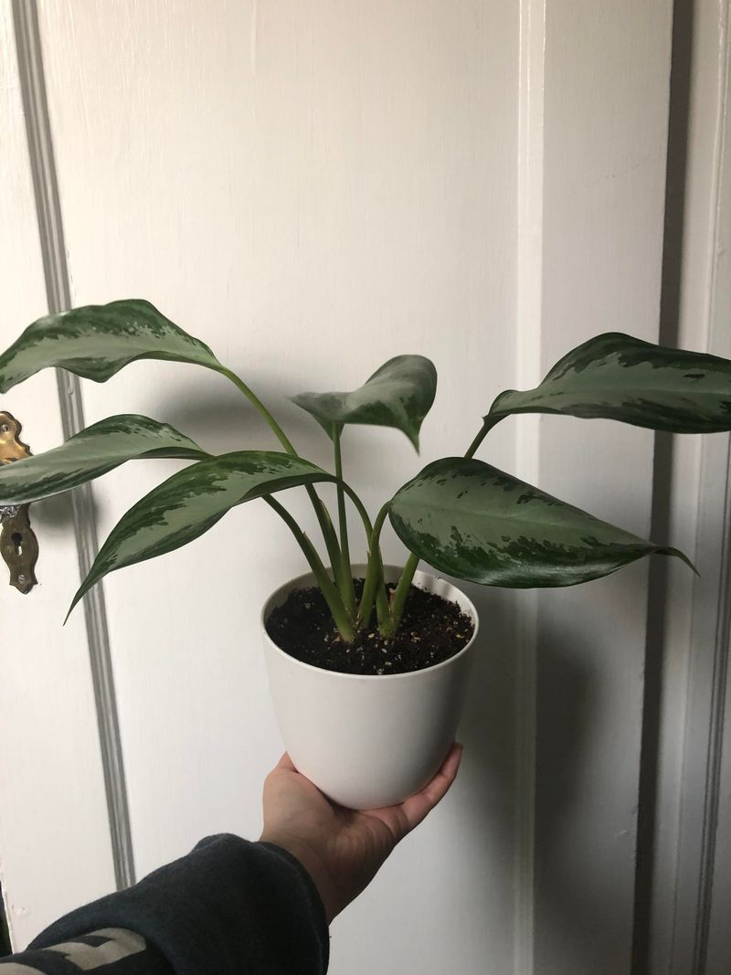 Use Room Temperature Water