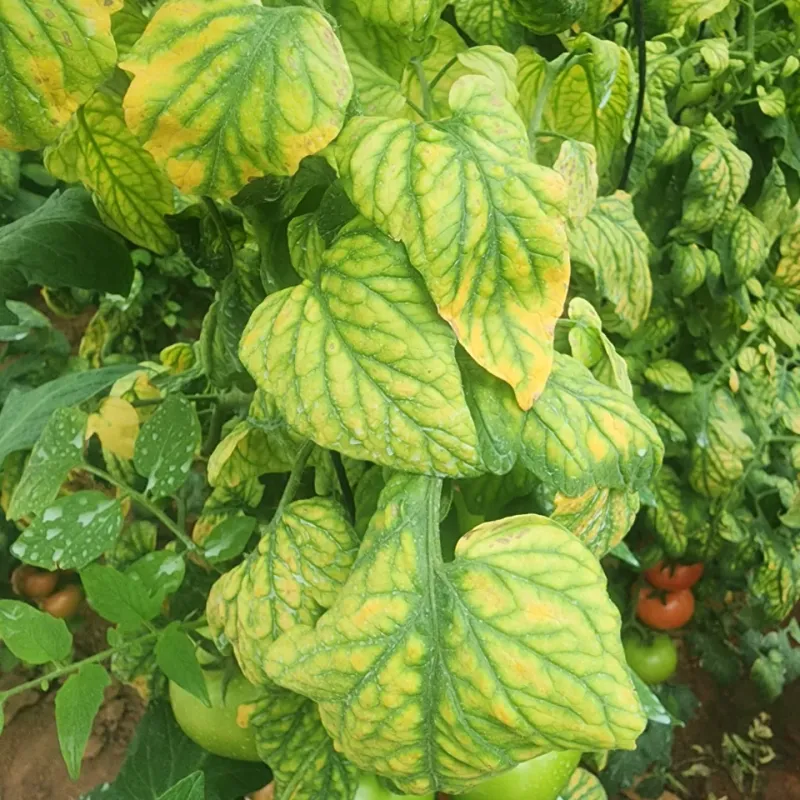 Monitor for Nutrient Deficiencies
