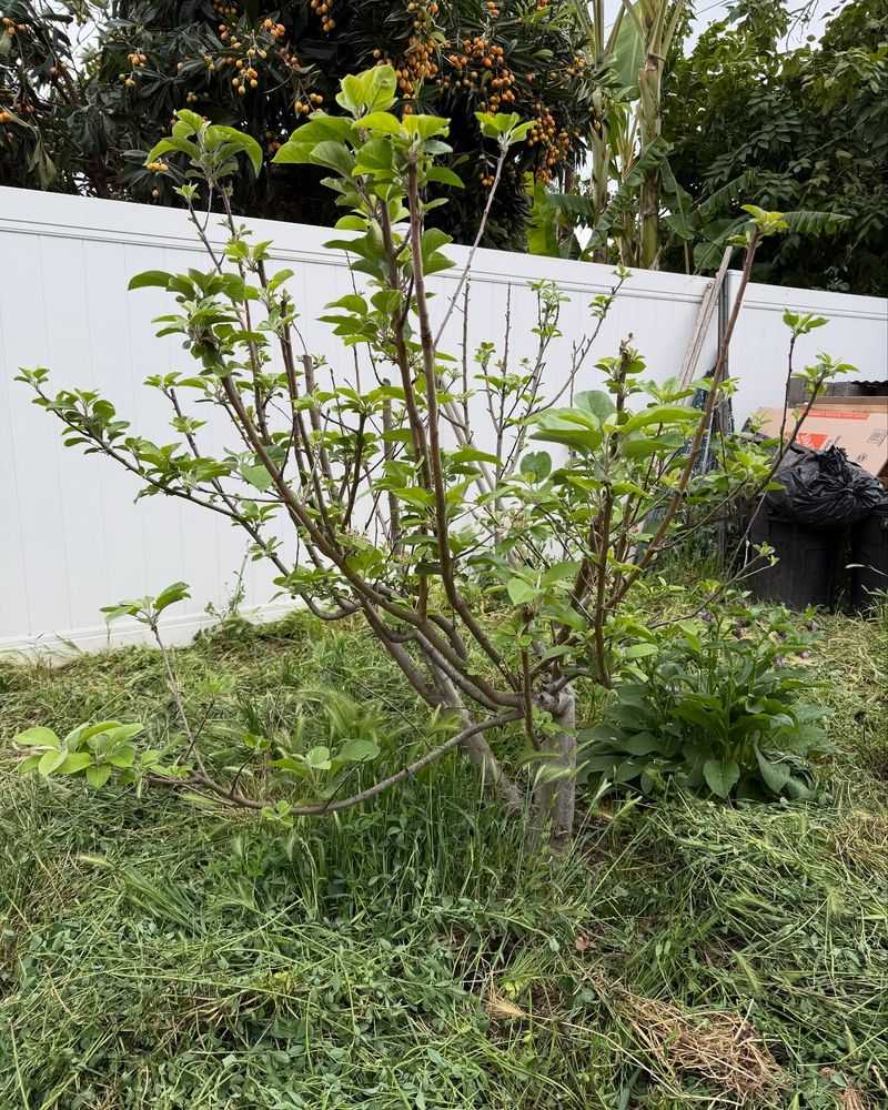 Manage Grass Around Trees