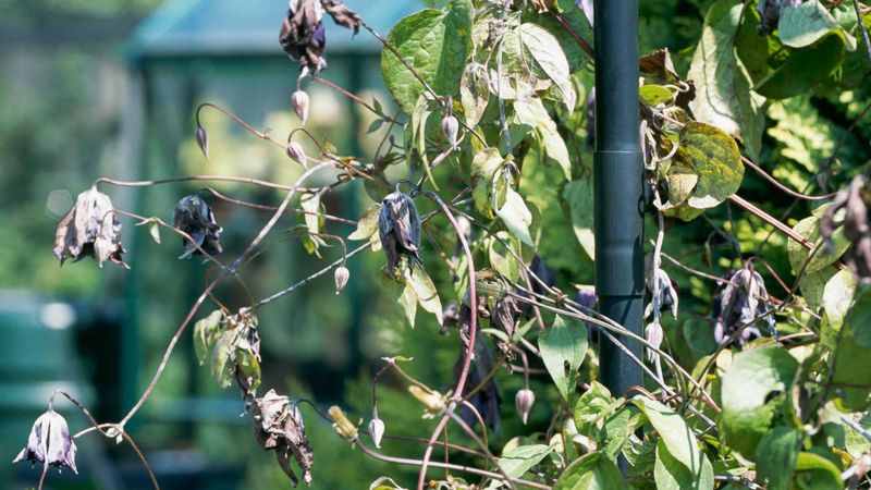 Examine For Clematis Wilt