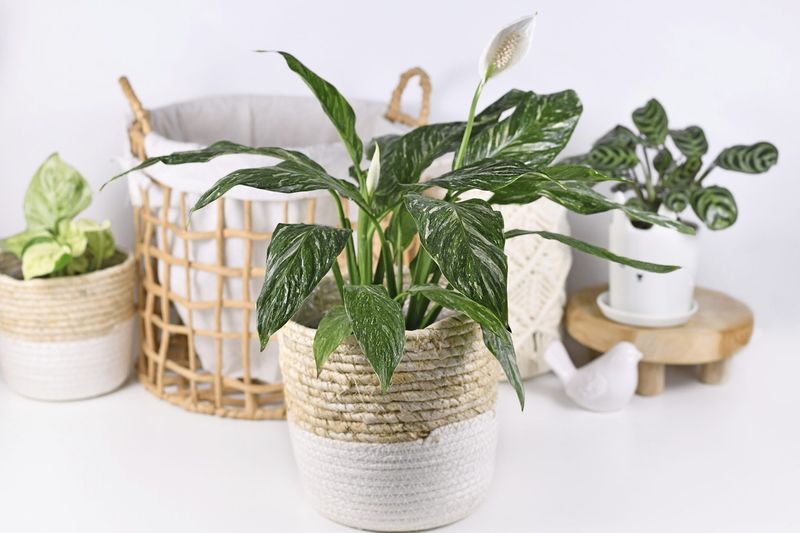 Add Humidity Tray for Long-Term Health