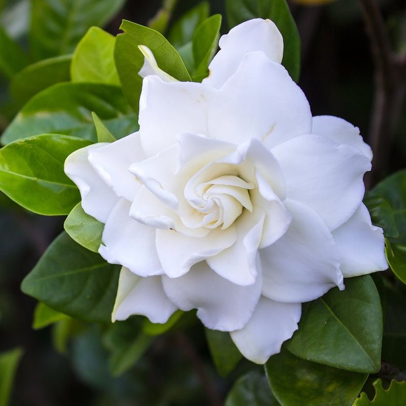 Gardenia: Southern Belle of Fragrance