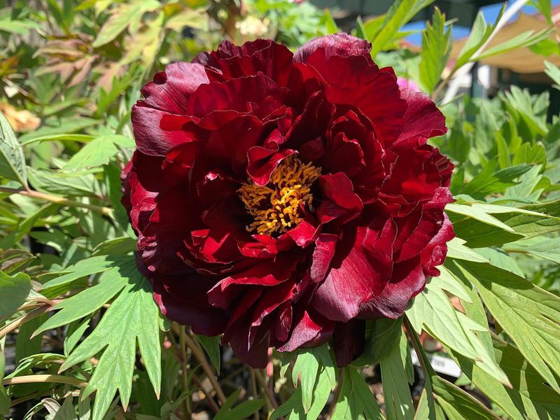 Magnificent Tree Peonies
