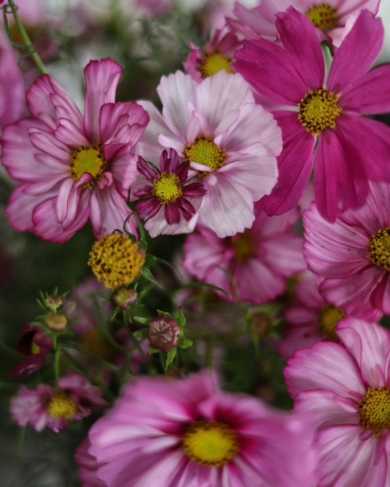 Cosmos Clouds