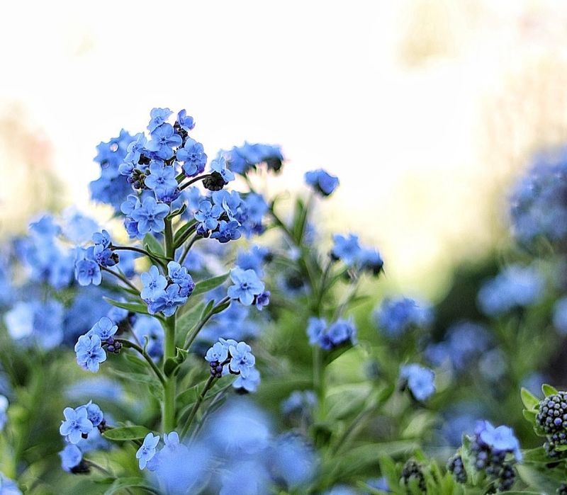 Forget-Me-Not Clusters