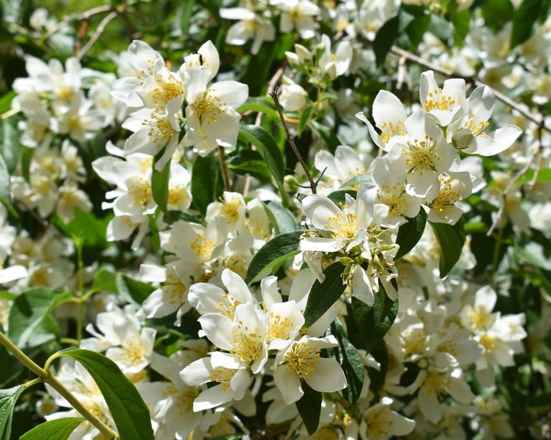 Fragrant Mock Orange