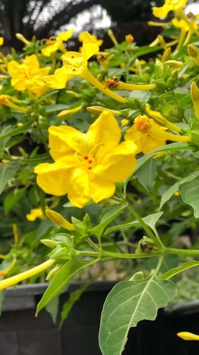 Magnificent Mirabilis