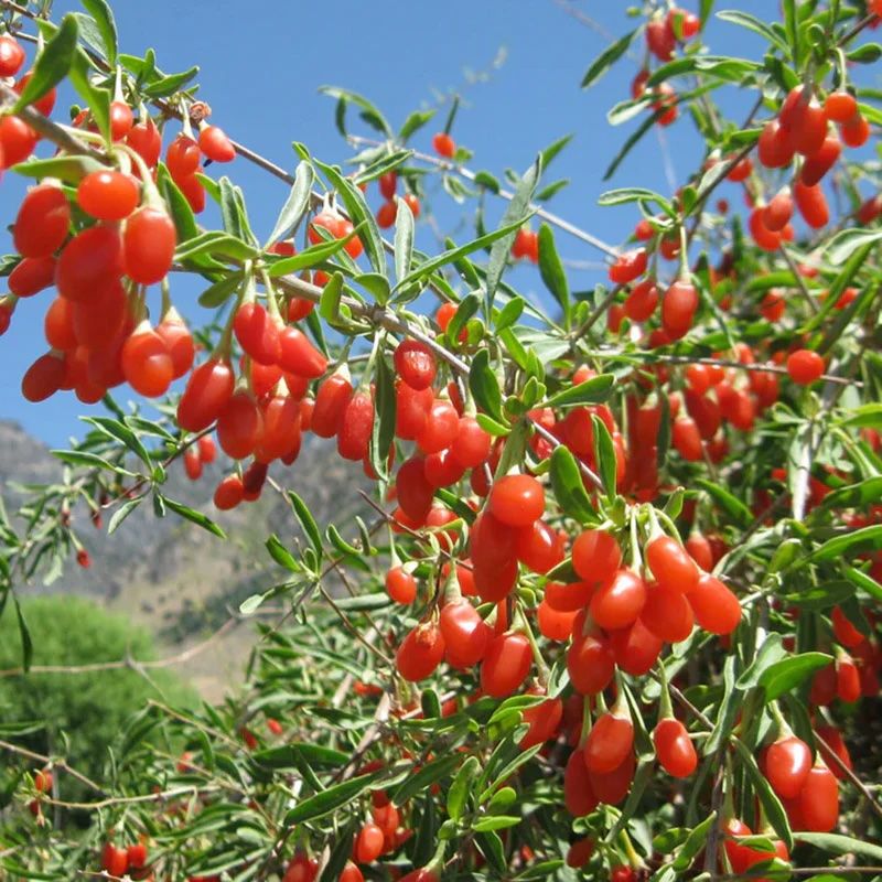 Goji Berries