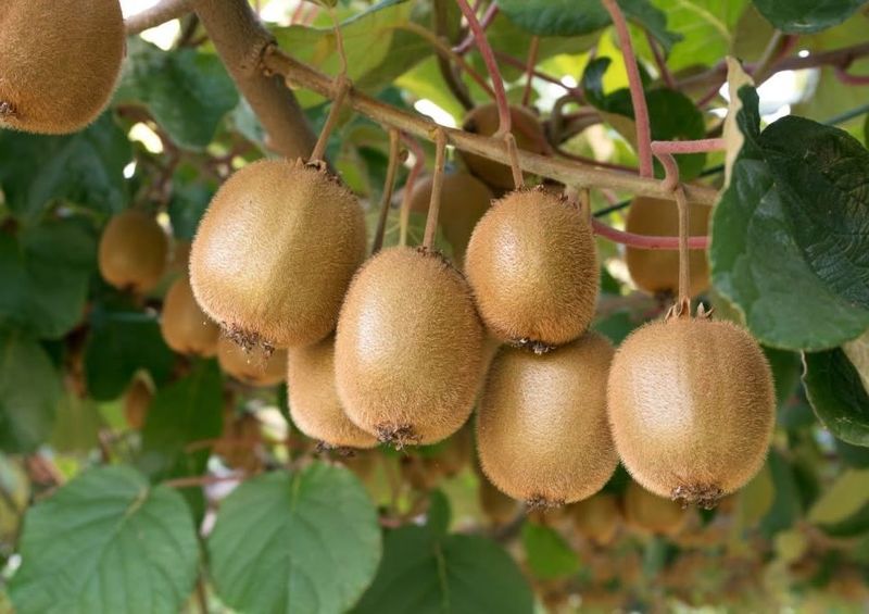 Kiwi