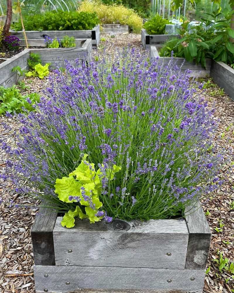 Lavender