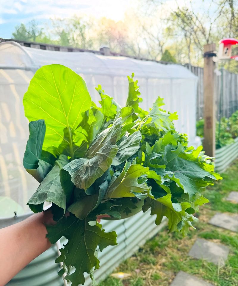 Leafy Greens - Cut-and-Come-Again Champions