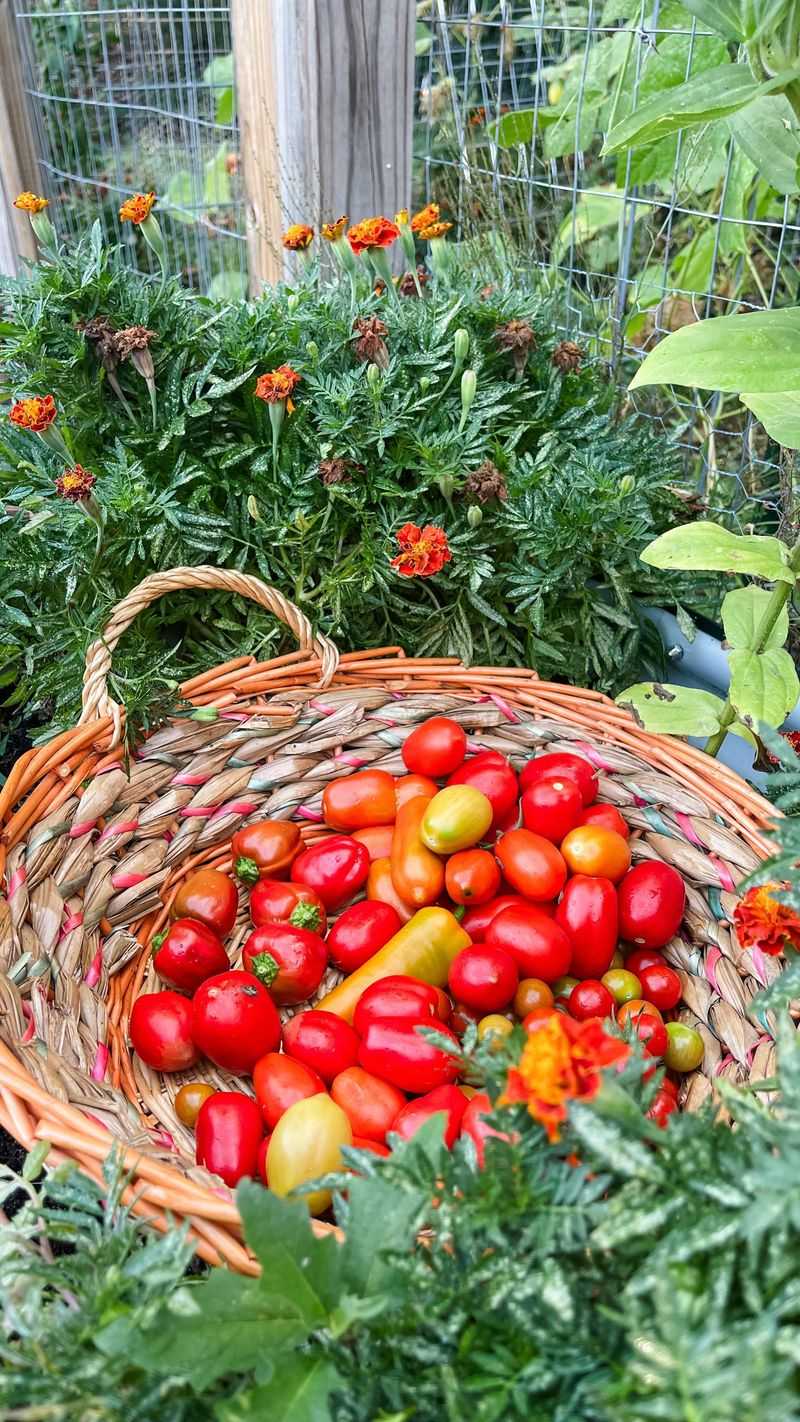 Roma Tomatoes: Reliable Producers for Sauce Lovers