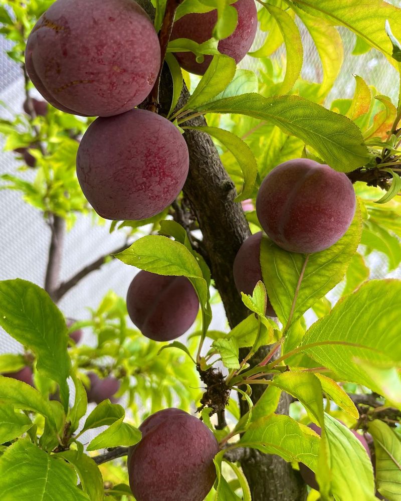 Plum Trees: Prolific and Problem-Free
