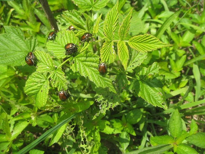 Raspberry Bushes and Wild Blackberries