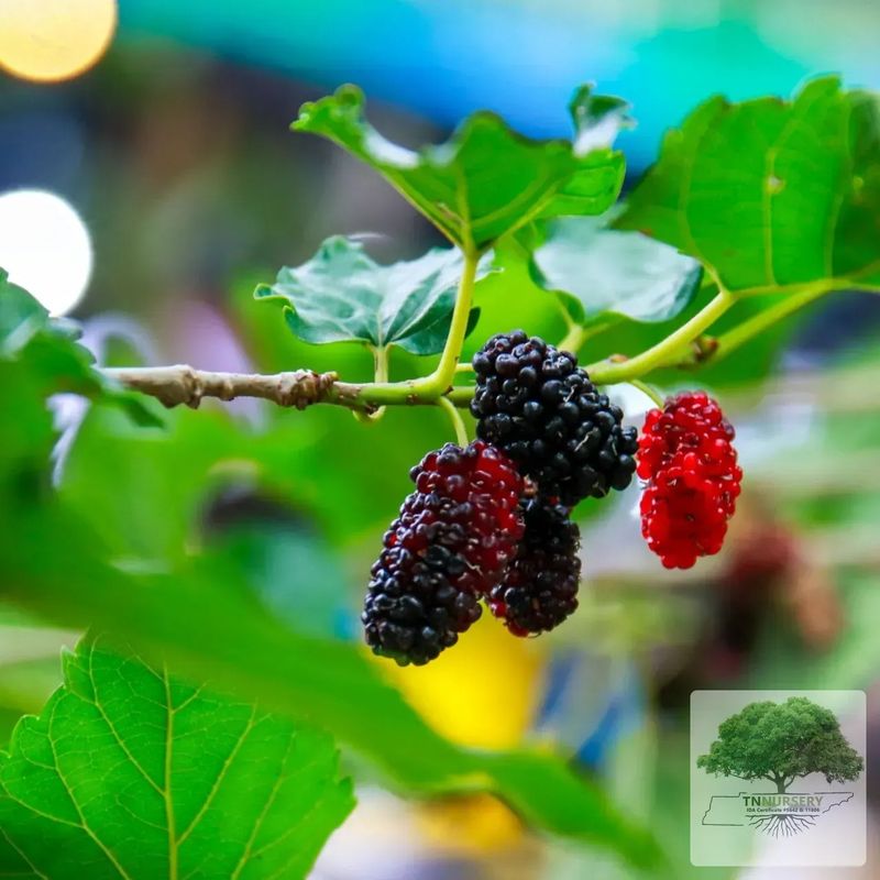 Mulberry Trees