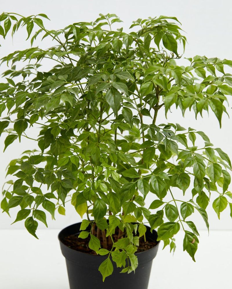 China Doll Plant: The Fragile Foliage Friend