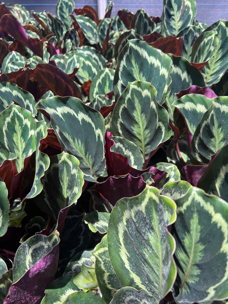Calathea's Outdoor Prayer Revival
