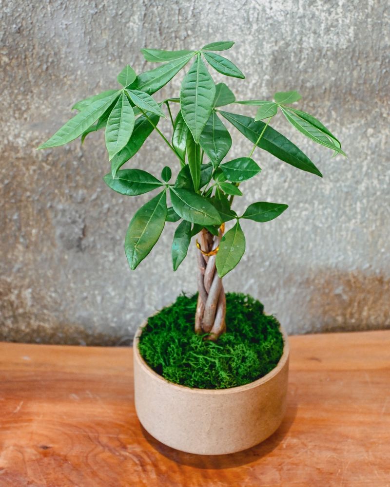 Money Tree