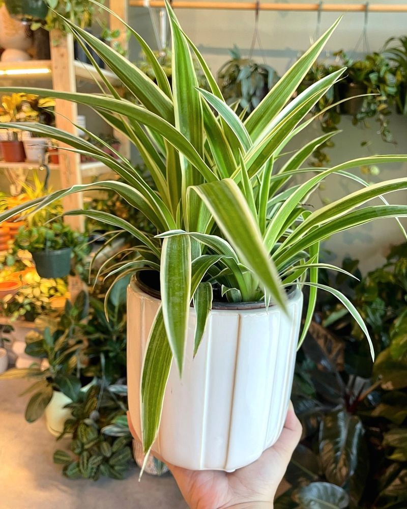 Variegated Spider Plant