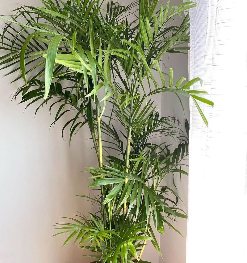 Bamboo Palm (Chamaedorea seifrizii)
