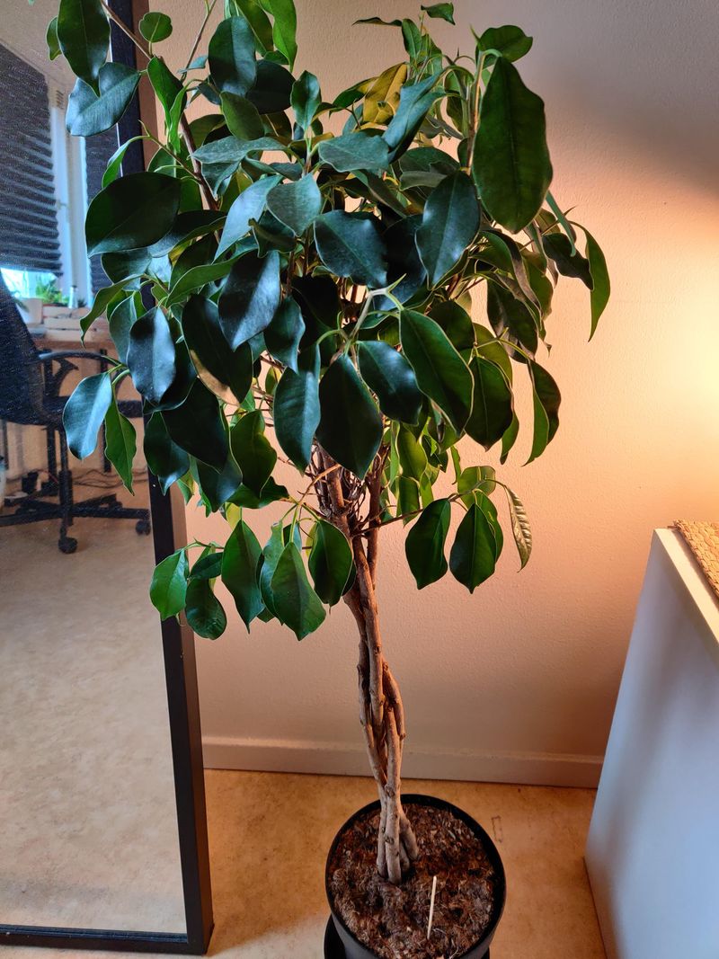 Weeping Fig: The Shedding Irritant