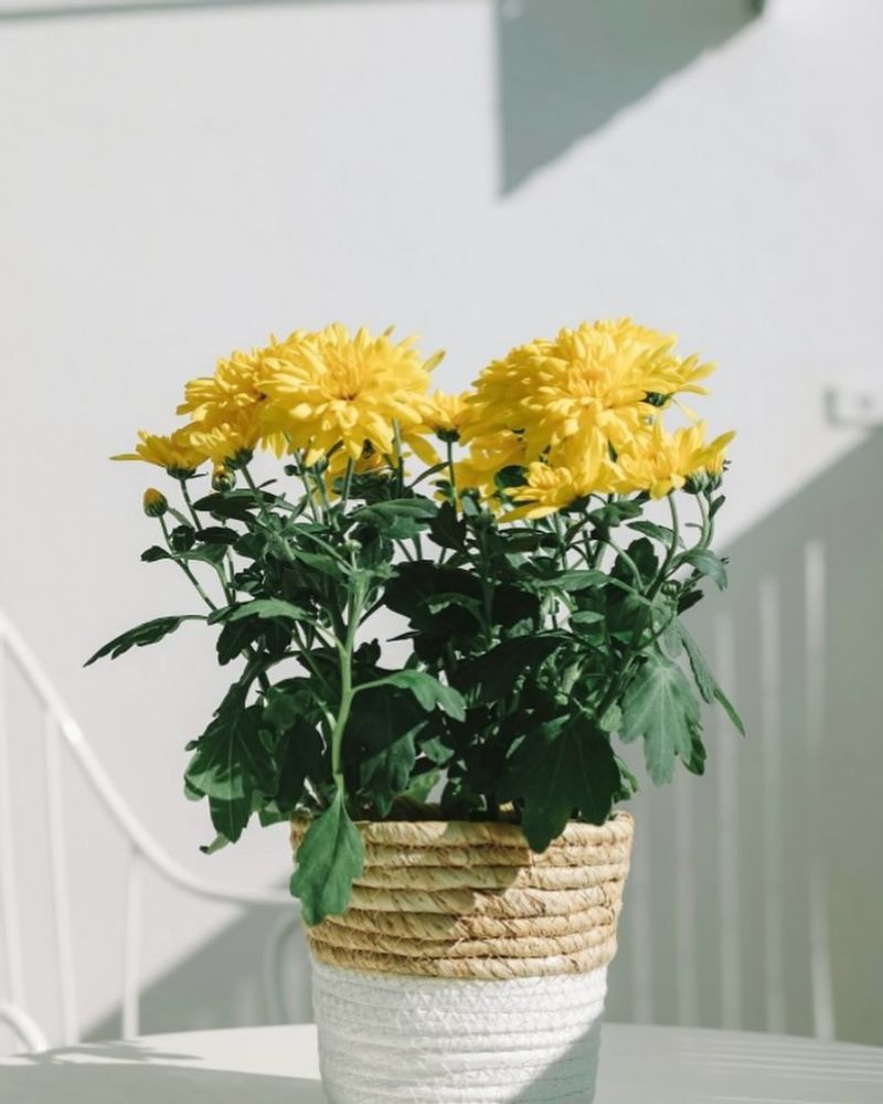 Chrysanthemum: The Colorful Detoxifier