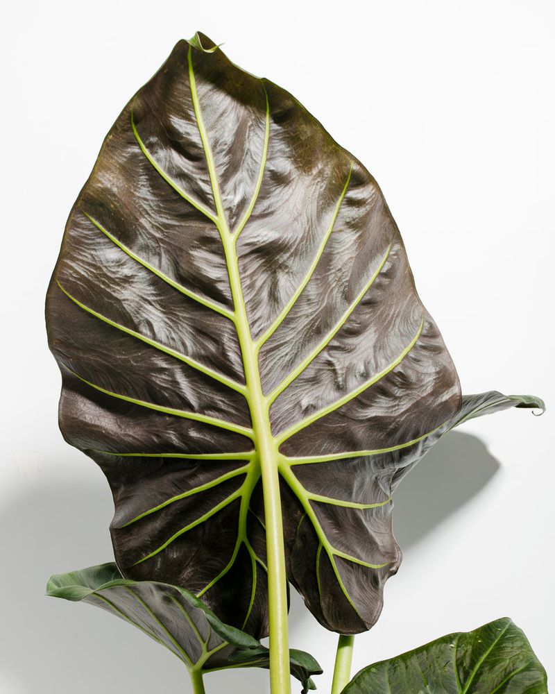 Alocasia 'Regal Shields'