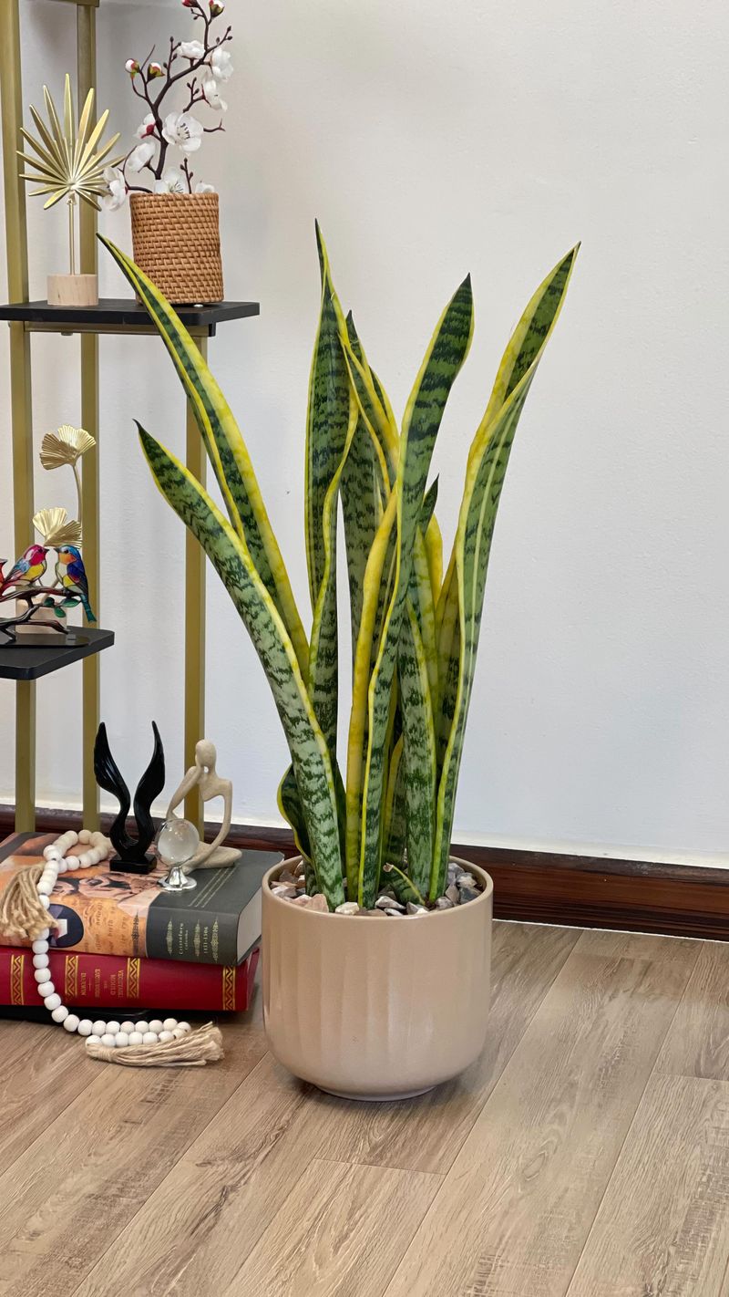 Snake Plant
