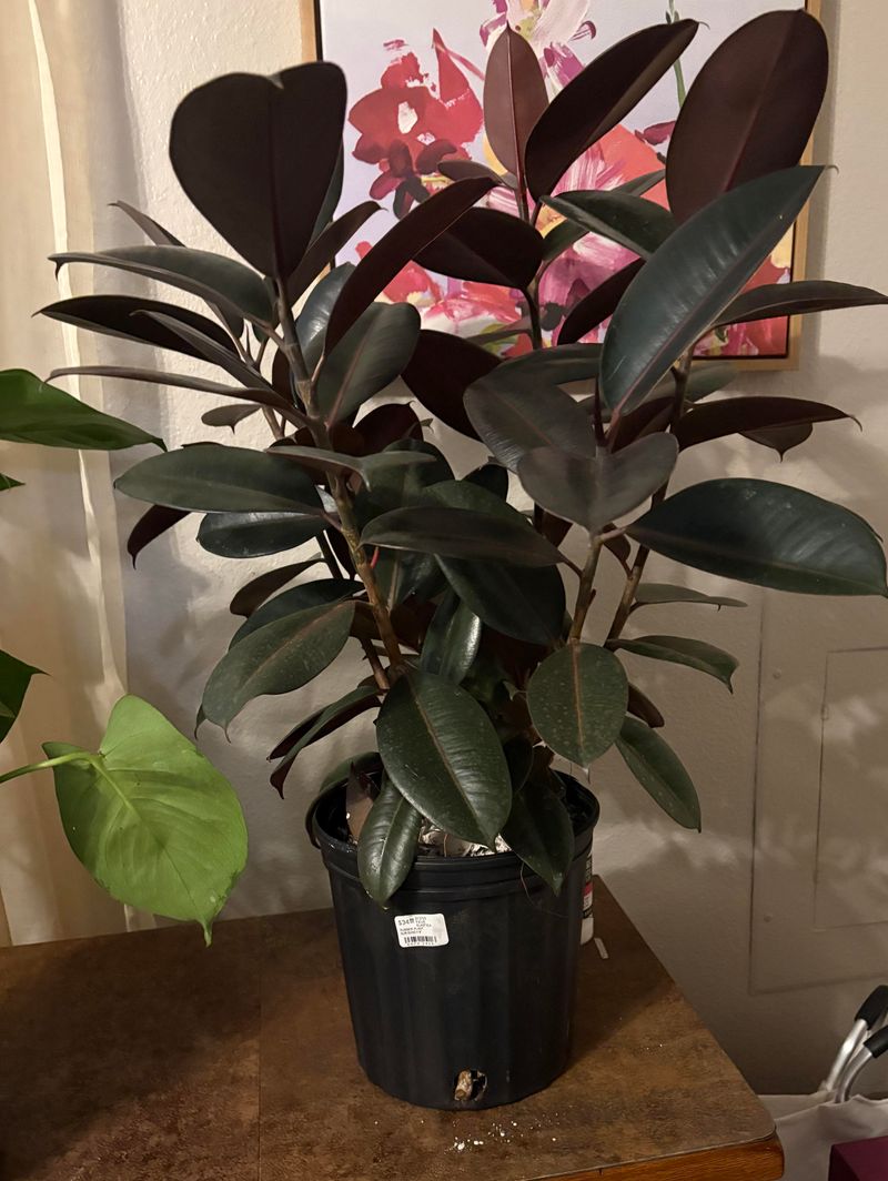 Rubber Plant