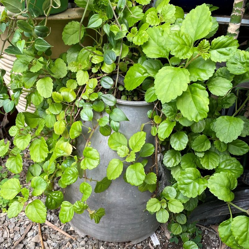 Swedish Ivy (Plectranthus verticillatus)