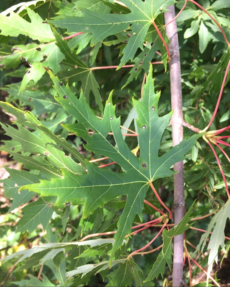 Silver Maple - Never Plant