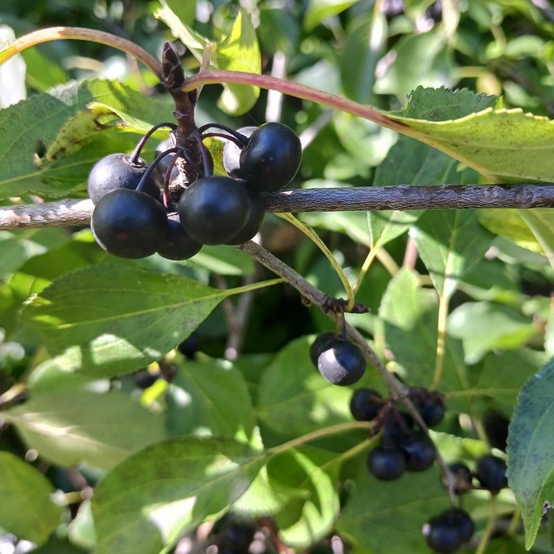 Buckthorn (Rhamnus cathartica)