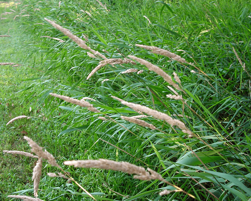 Reed Canary Grass