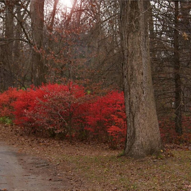 Burning Bush's Fiery Forest Invasion