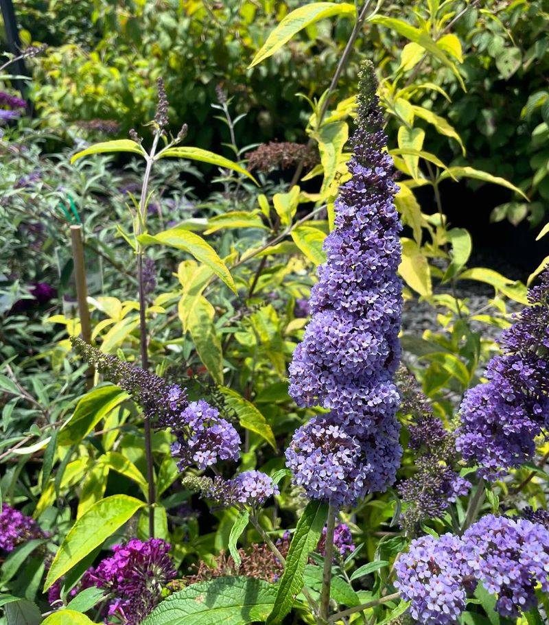 Butterfly Bush