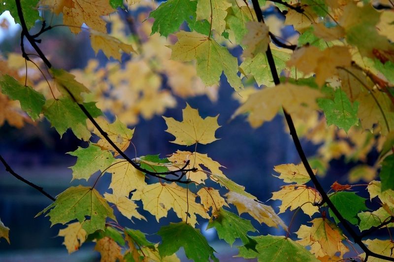 Norway Maple (Acer platanoides)