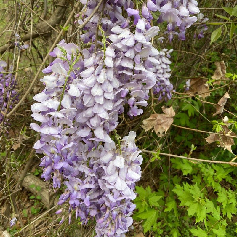 Japanese Wisteria (Wisteria floribunda)