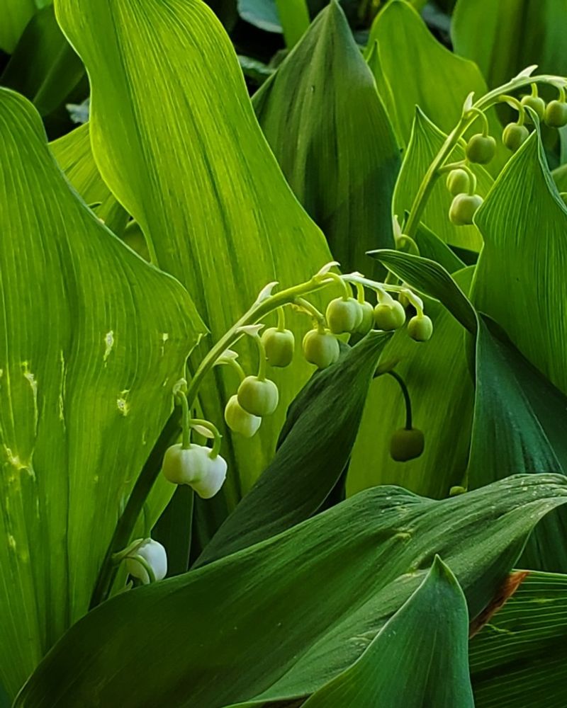 Lily of the Valley