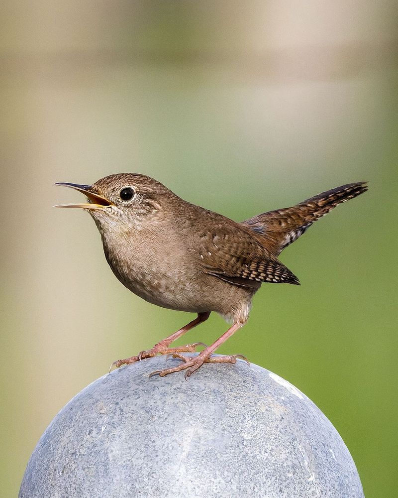 House Wren