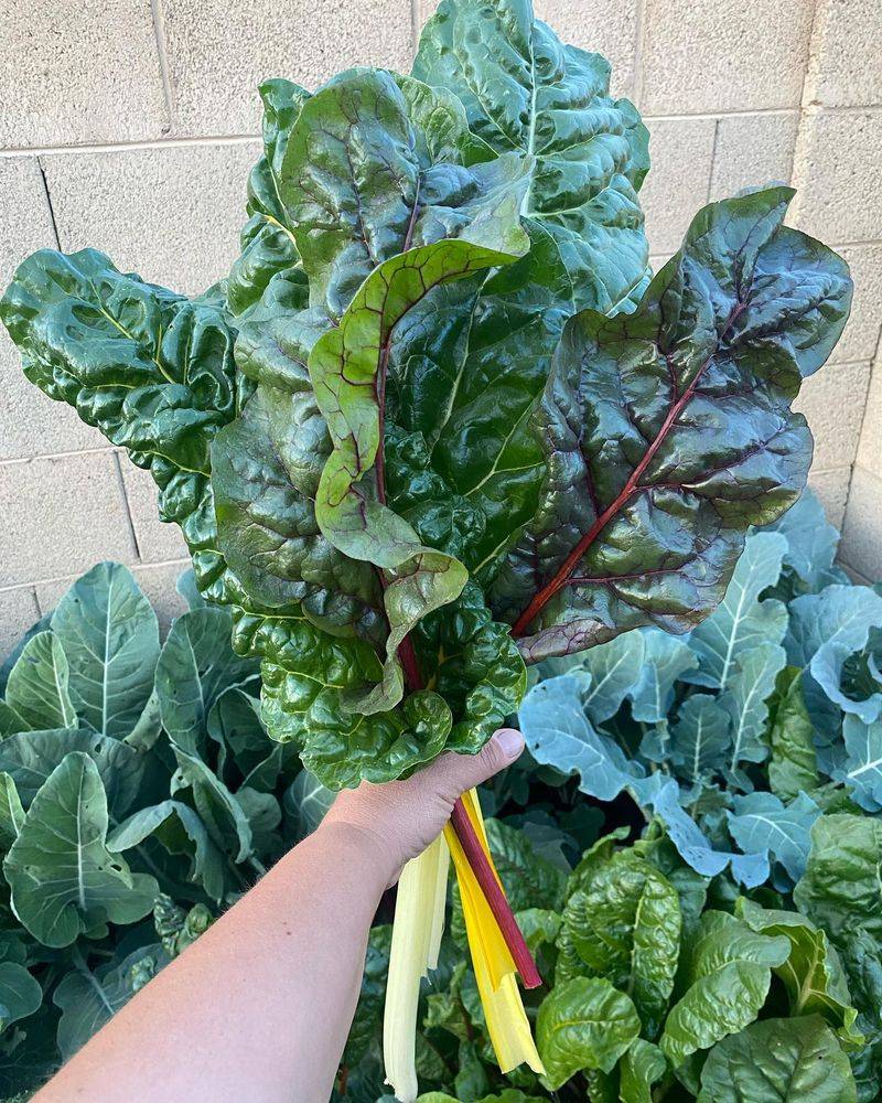 Swiss Chard