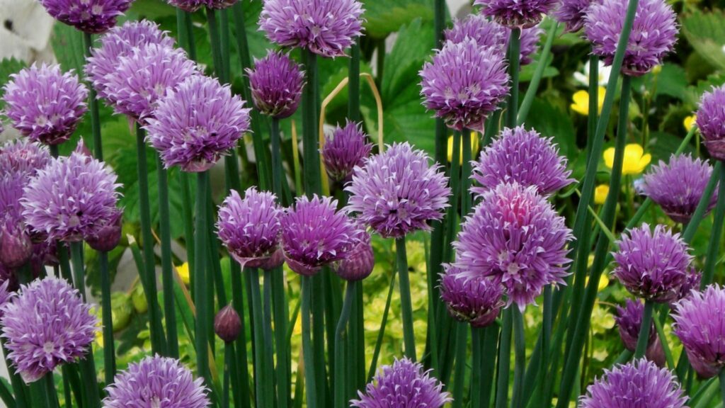 Chives