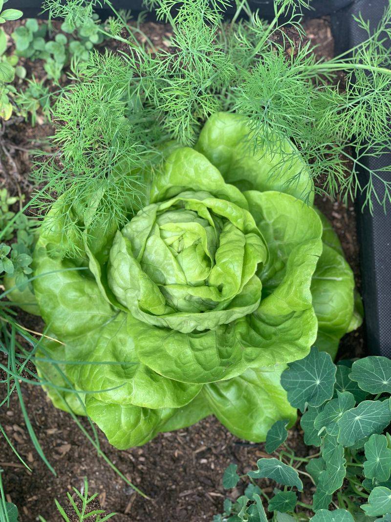 Dill - Beneficial Insect Attractor