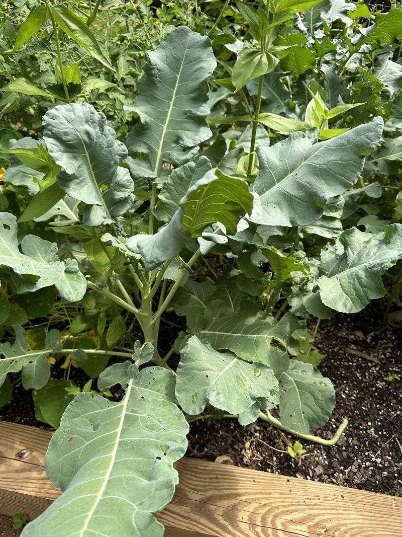 Broccoli Battles Bean Plants