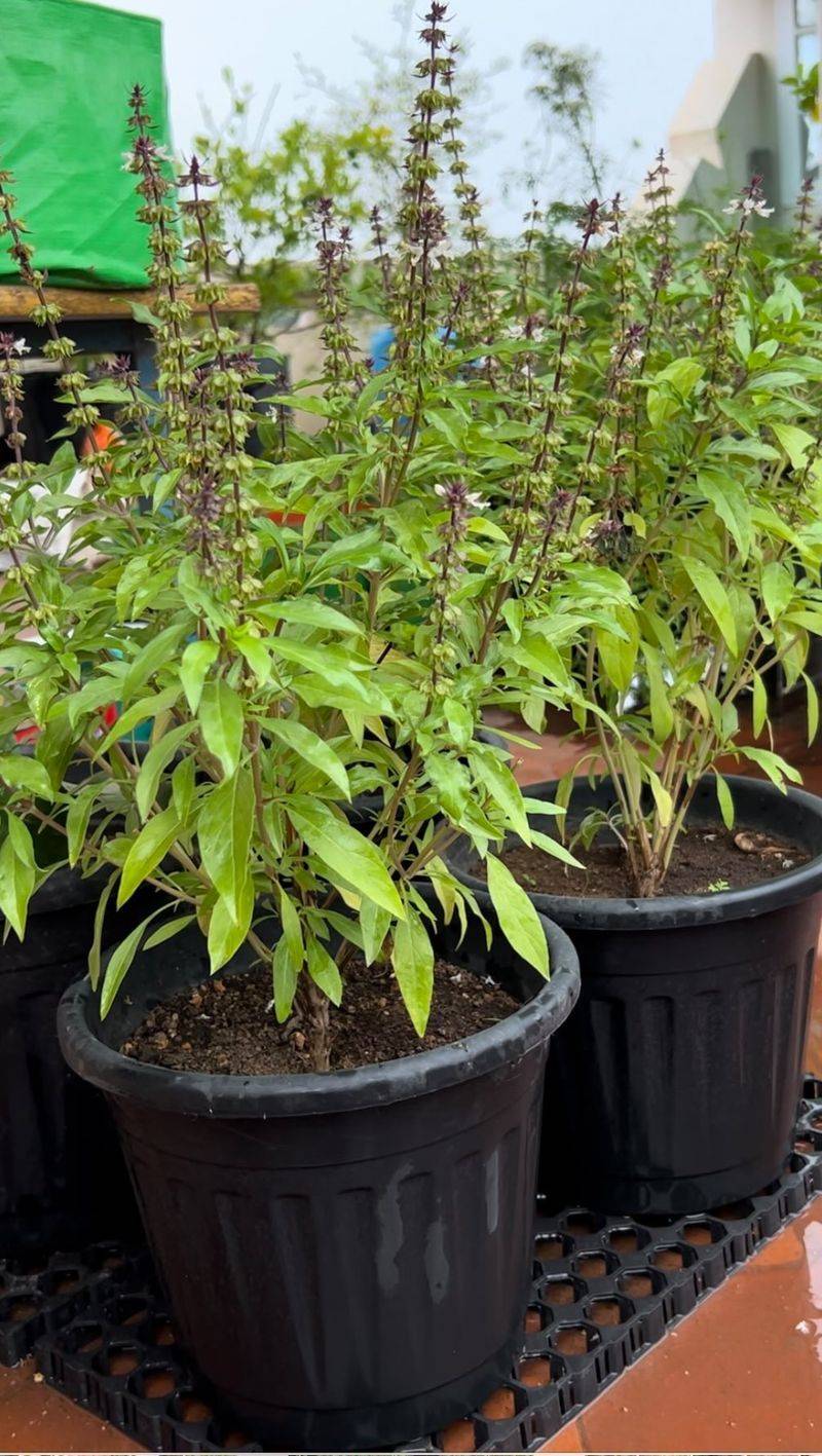 Basil: The Heat-Loving Annual
