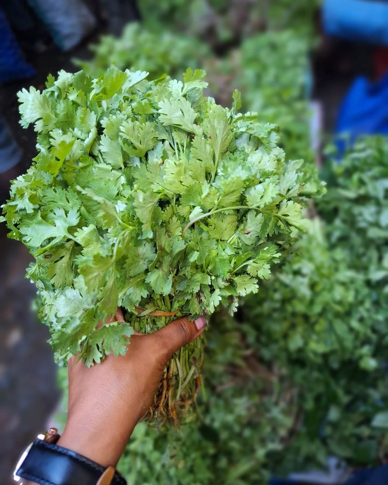 Cilantro