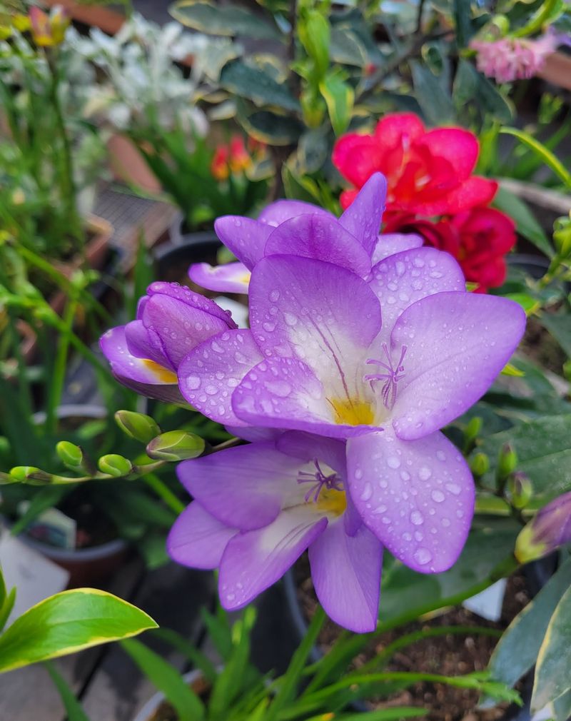 Freesia